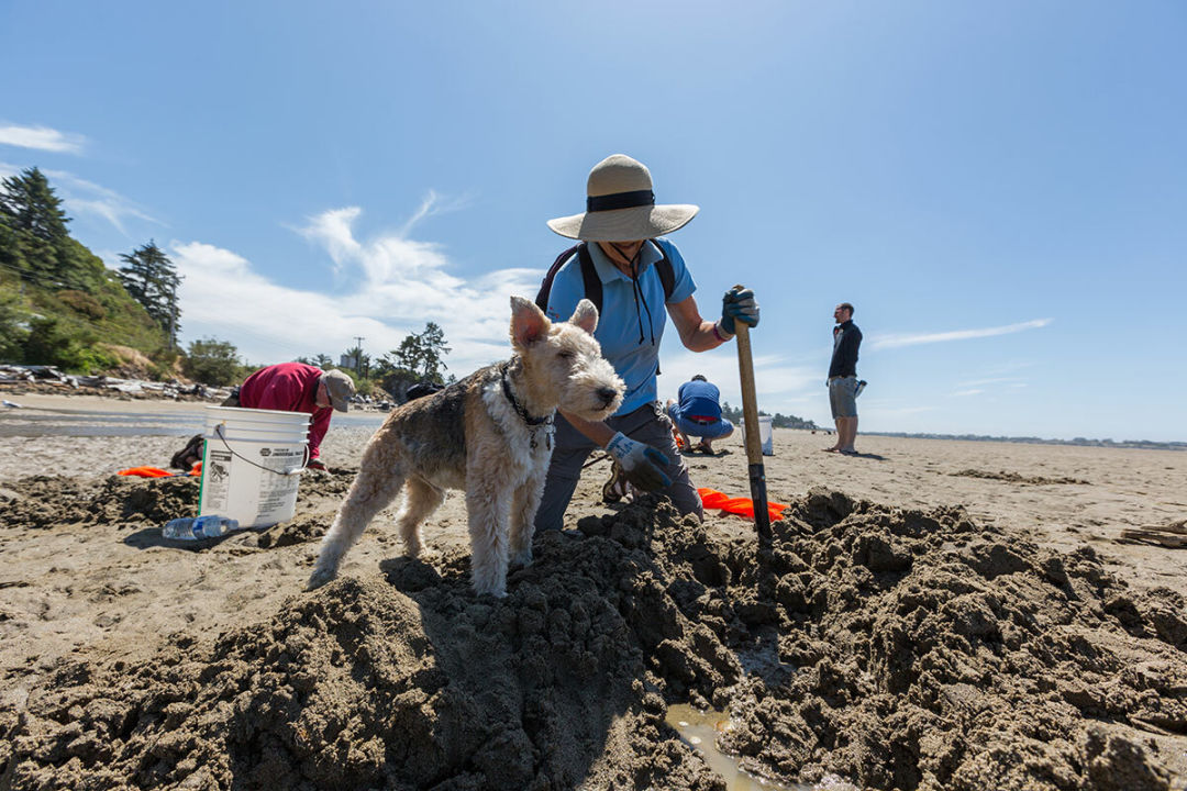 Visit Lincoln City to learn to clam, crab, and find agates