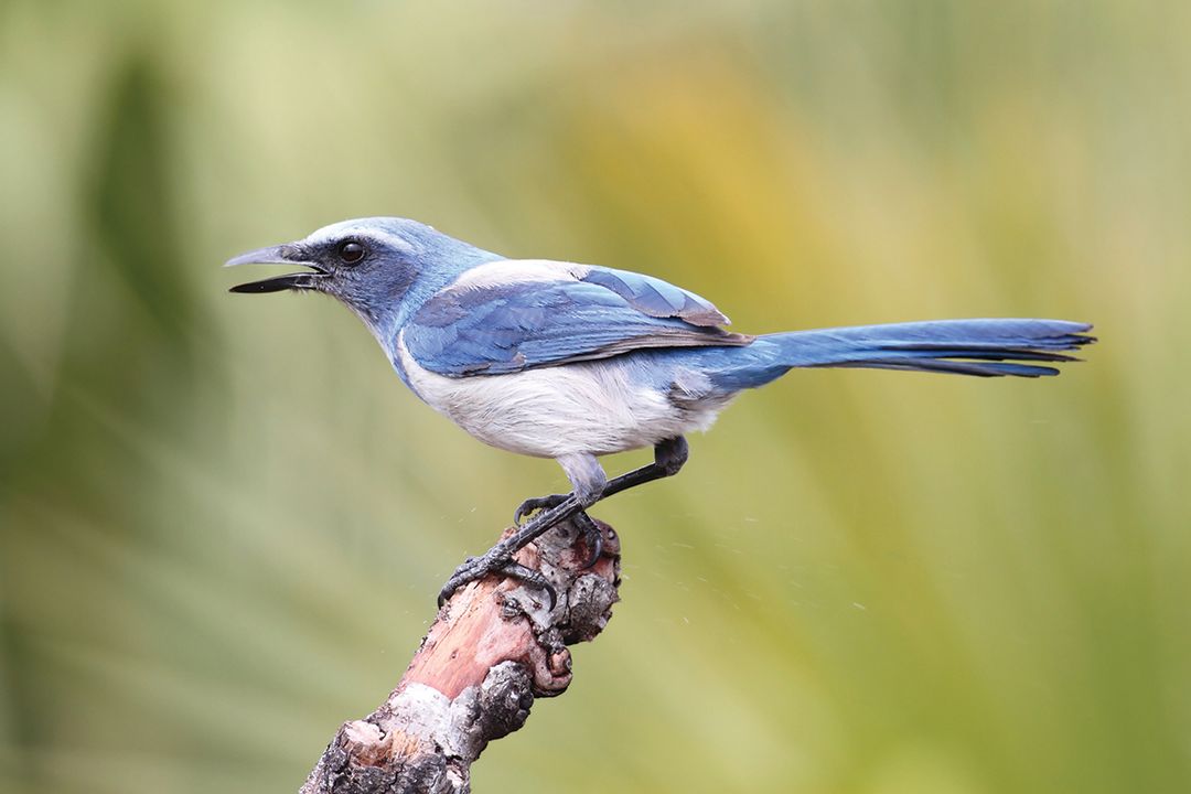 The Florida scrub jay