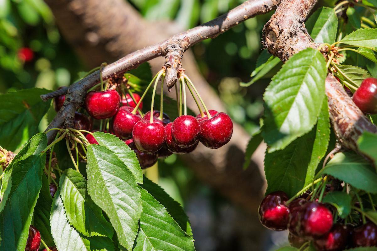 Life is Just a Bowl of Cherries Right Now | Seattle Met