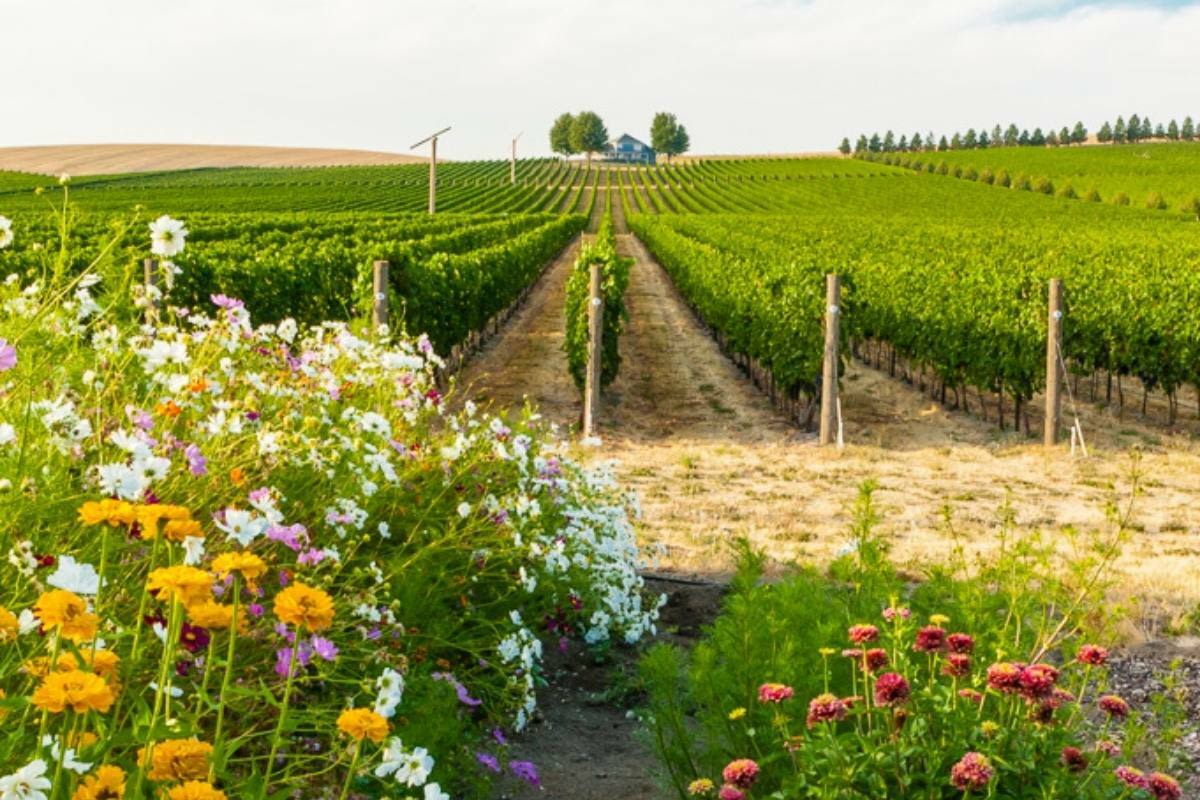 Walla Walla Valley Wine Month Wines Down - Vimarsana News