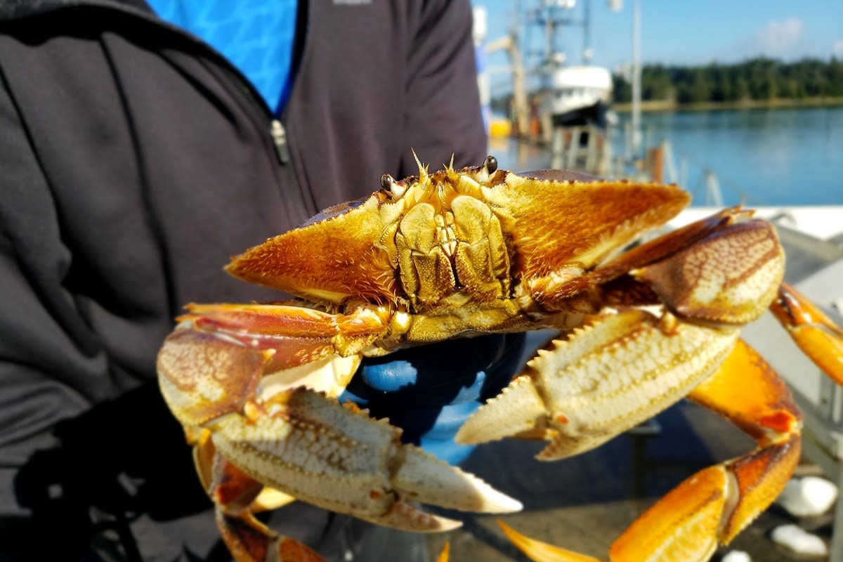 Oregon Dungeness Crab Sustainably Harvested Now for Future Generations