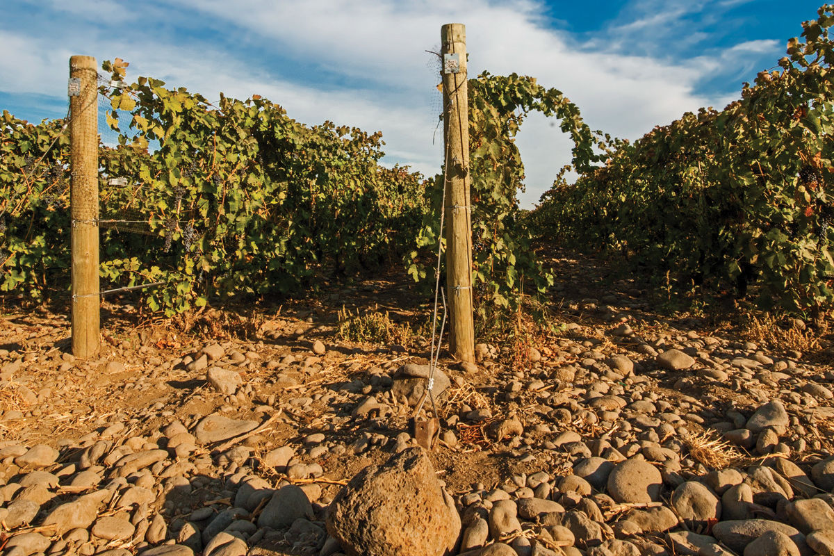 Wine from Walla Walla's Rocky Region | Seattle Met