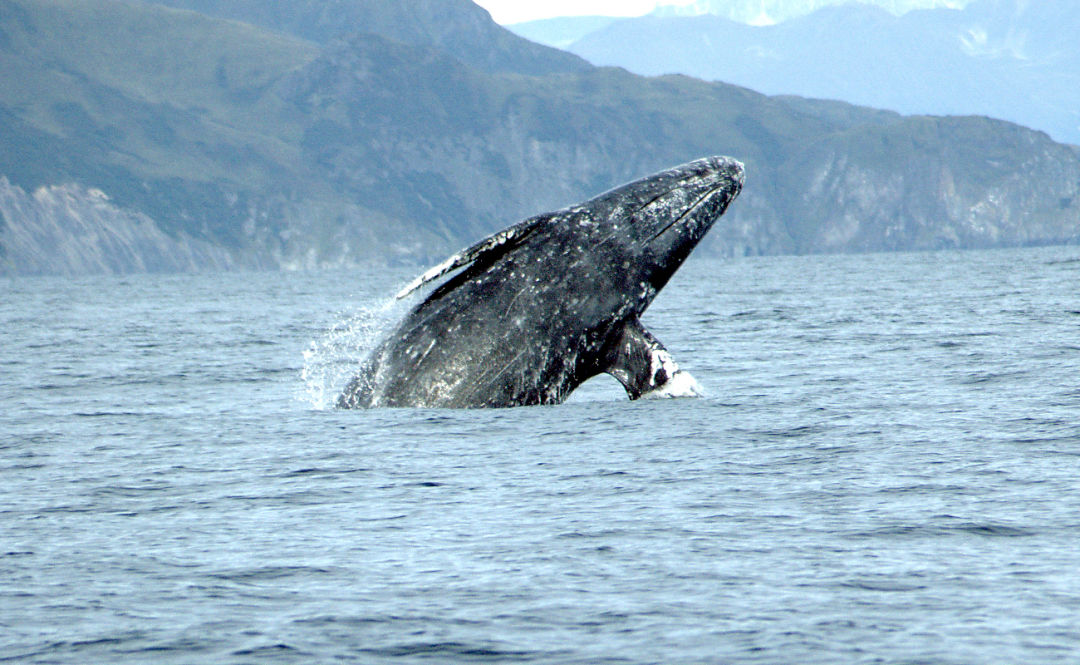 Gray whale merrill gosho noaa2 crop hzw73i