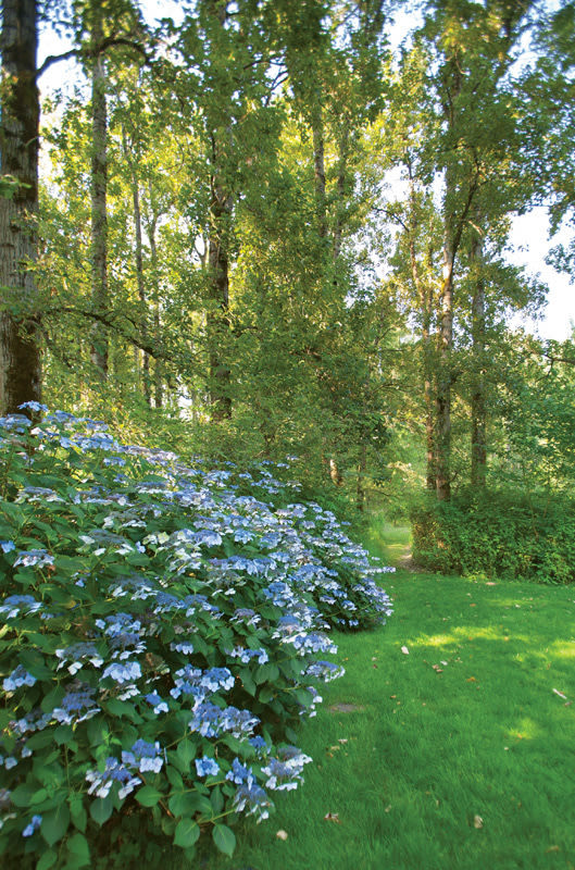 Shire blue hydrangeas hltbbx
