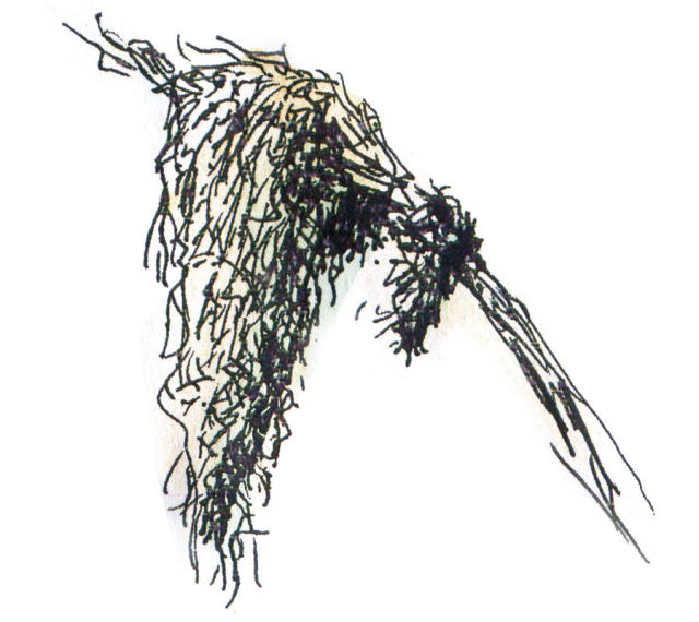 Spanishmoss fddwlf