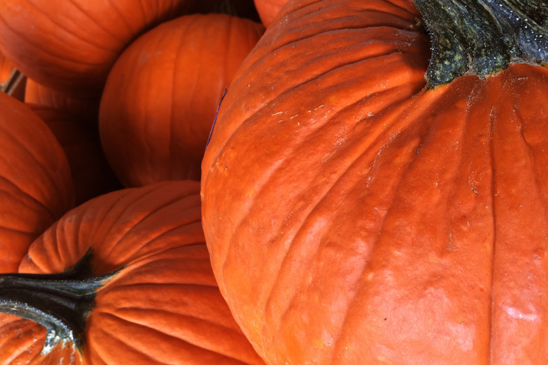 Pumpkin dg1uux