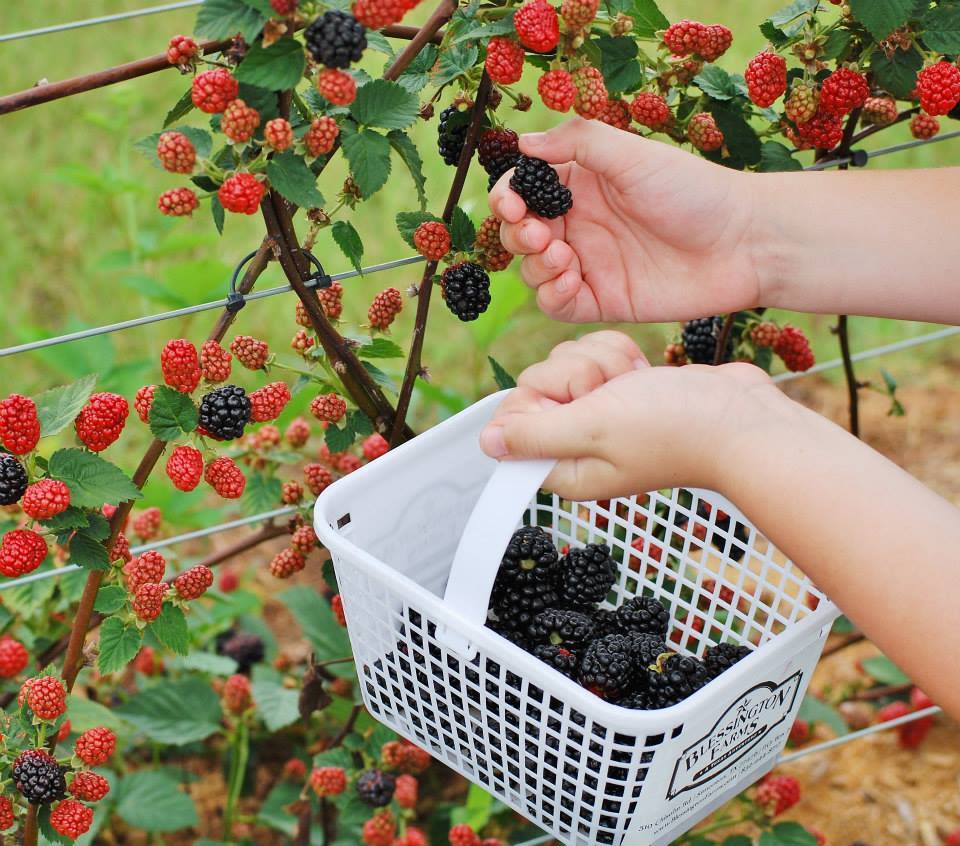 Pick your own berries at Palm Coast's local farms.