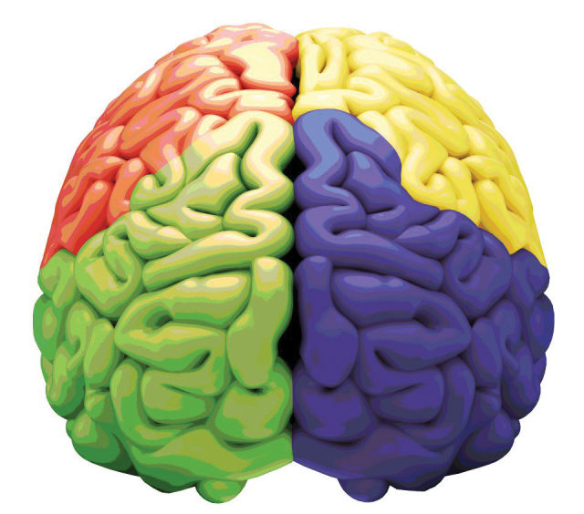 Colored brains