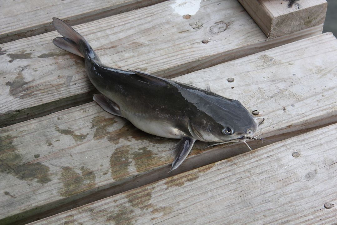 Pixabay catfish photo 2 ggqifu