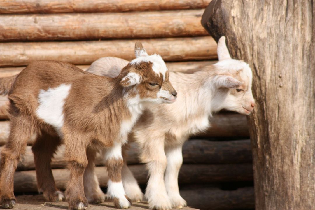 Goats 49172 1280 qwhfnh