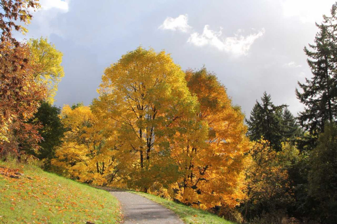 Hoyt arboretum st6o4h