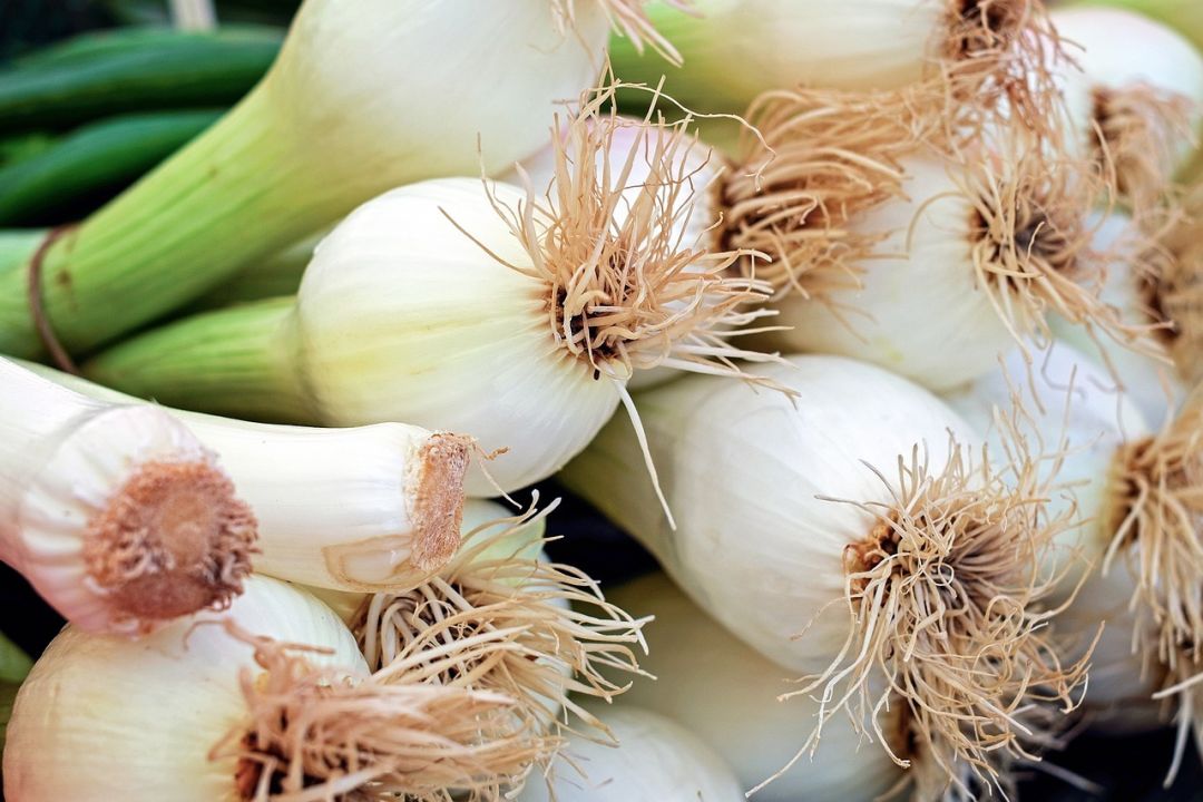 Leek photo 2 from pixabay xwddjg