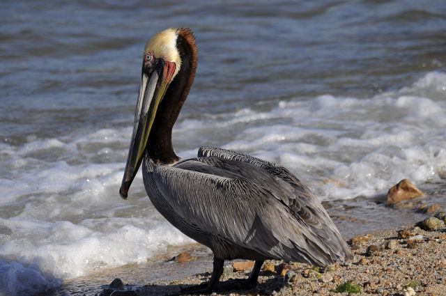 162 180.brownpelicanportrait jm oxzuun
