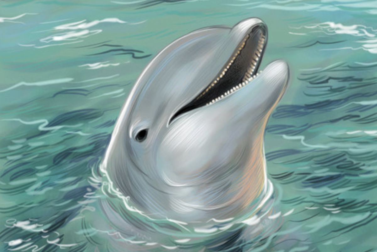 Sarasota S Beggar The Dolphin Loved To Death Sarasota Magazine