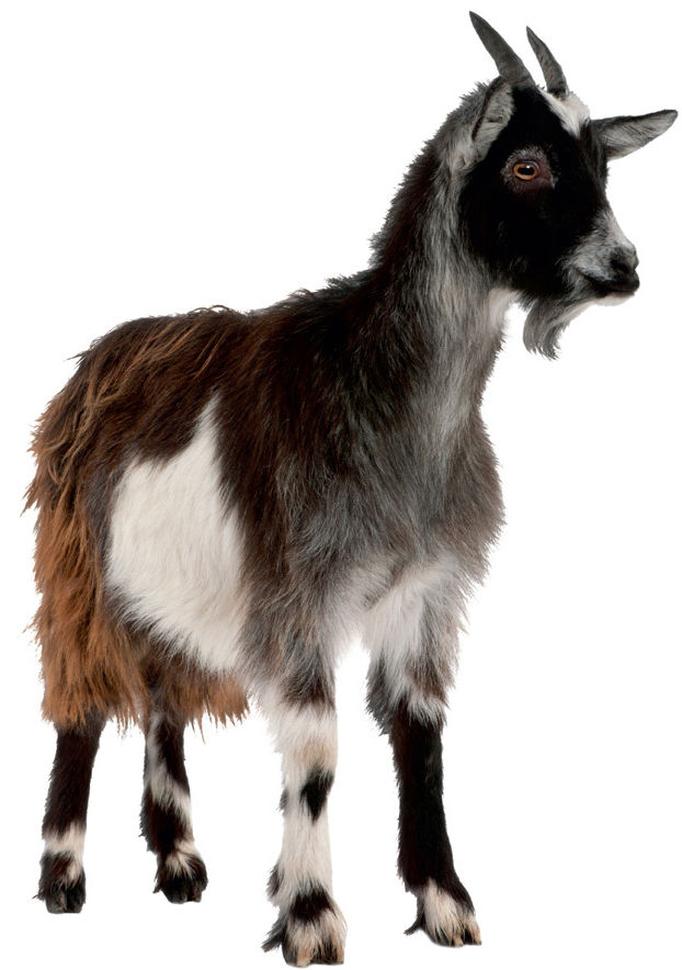 0914 goat qdy1uy