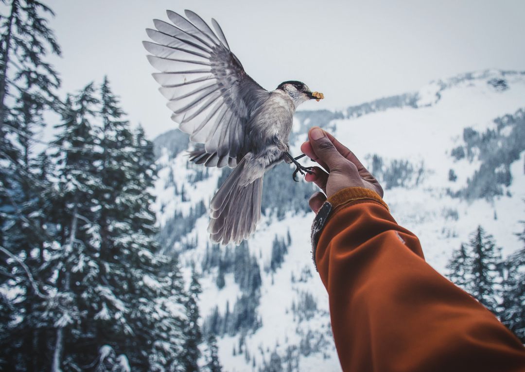 Greyjay annettelake2017 ig4wsm