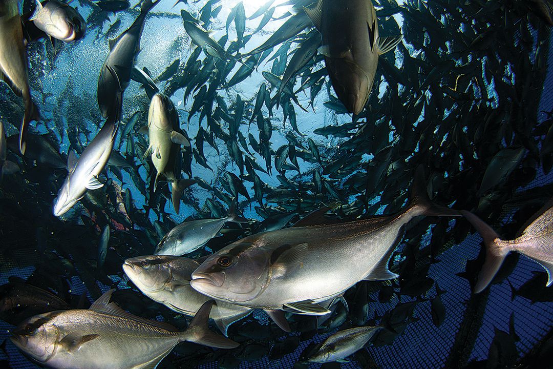 Kampachi in an Ocean Era fish pen