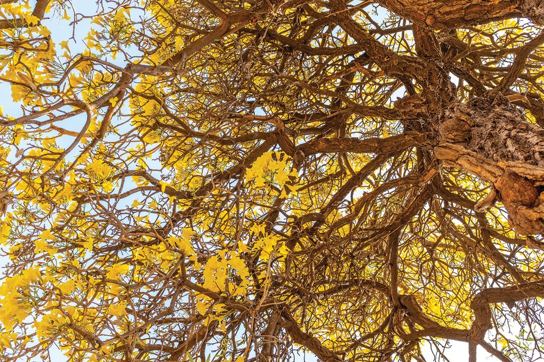 A silver trumpet tree (Tabebuia aurea)