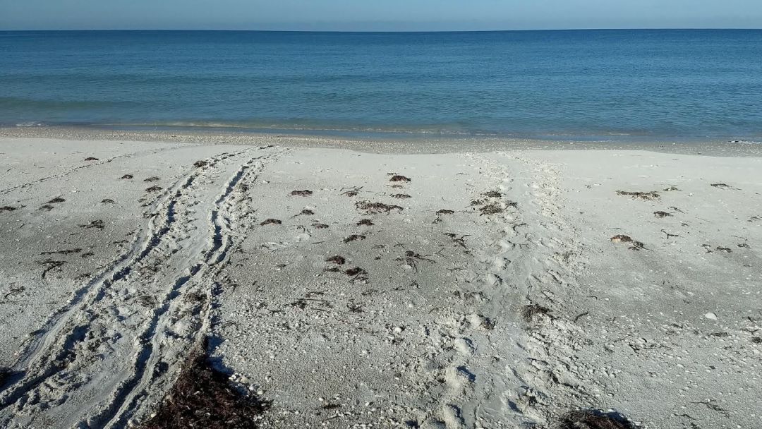 Beach tracks 1 lnyydq