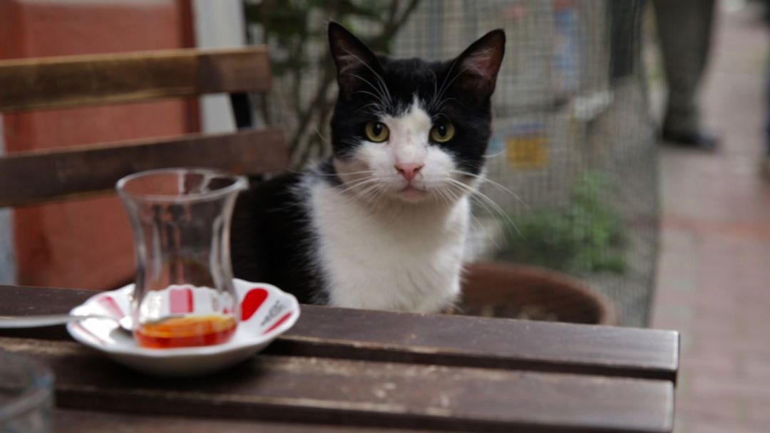 Kedi okfisc