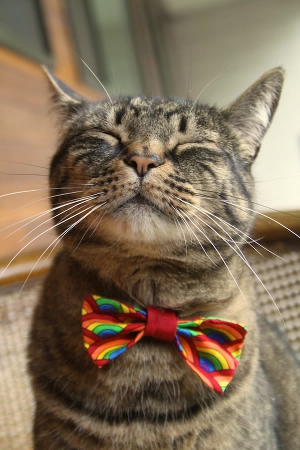 Business catual becca priddy 3 z4r5lf