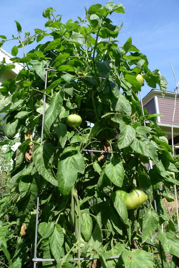 Brandywine tomato fvmo9o