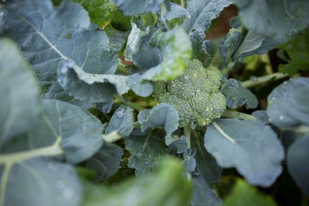 A head of broccoli still on its bush