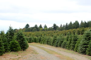 The Ultimate Guide To U Cut Christmas Tree Farms Portland Monthly