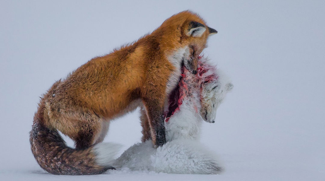 Tale two foxes don gutoski news fqbixi