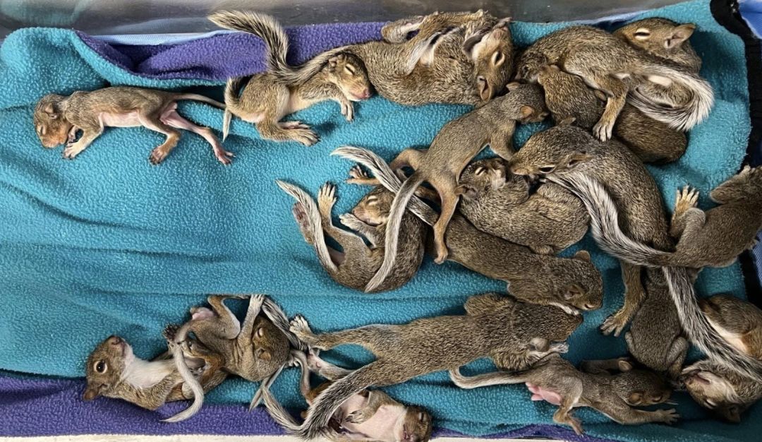 Roughly 20 pinkies stay warm amongst heating rocks at the Wildlife Inc. Education and Rehabilitation Center. Most pictured here are four weeks old.