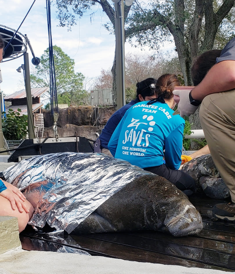 A manatee rescued on Jan. 14 arrives at ZooTampa's David A. Straz Jr. Manatee Critical Care Center.