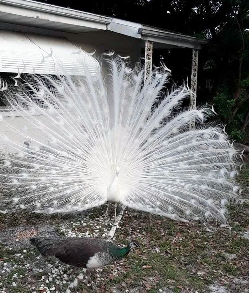 A white peacock on Bay Shore Road in Sarasota