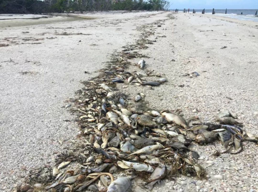 Can Scientists Stop Red Tide? Venice Magazine