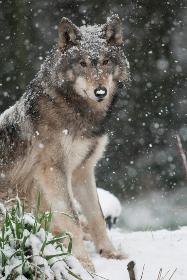 01 056 winterfun 44wolf n807wf