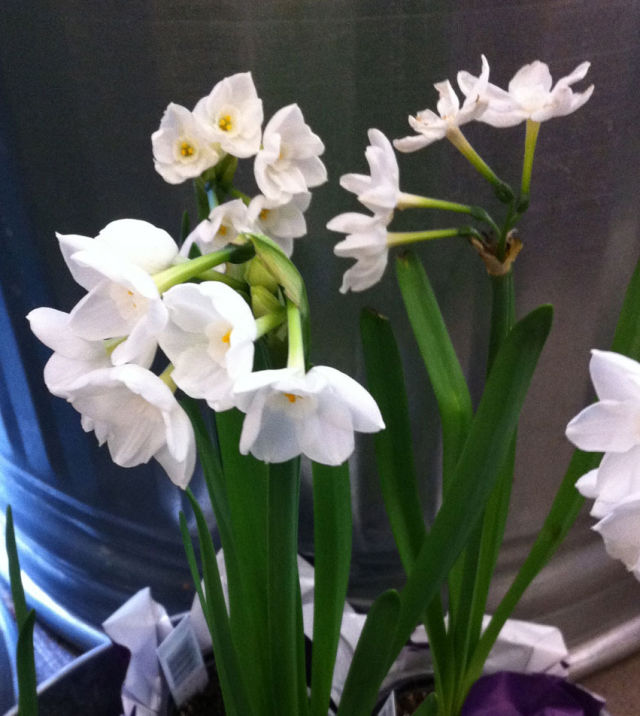 Narcissus paper whites aqqavf