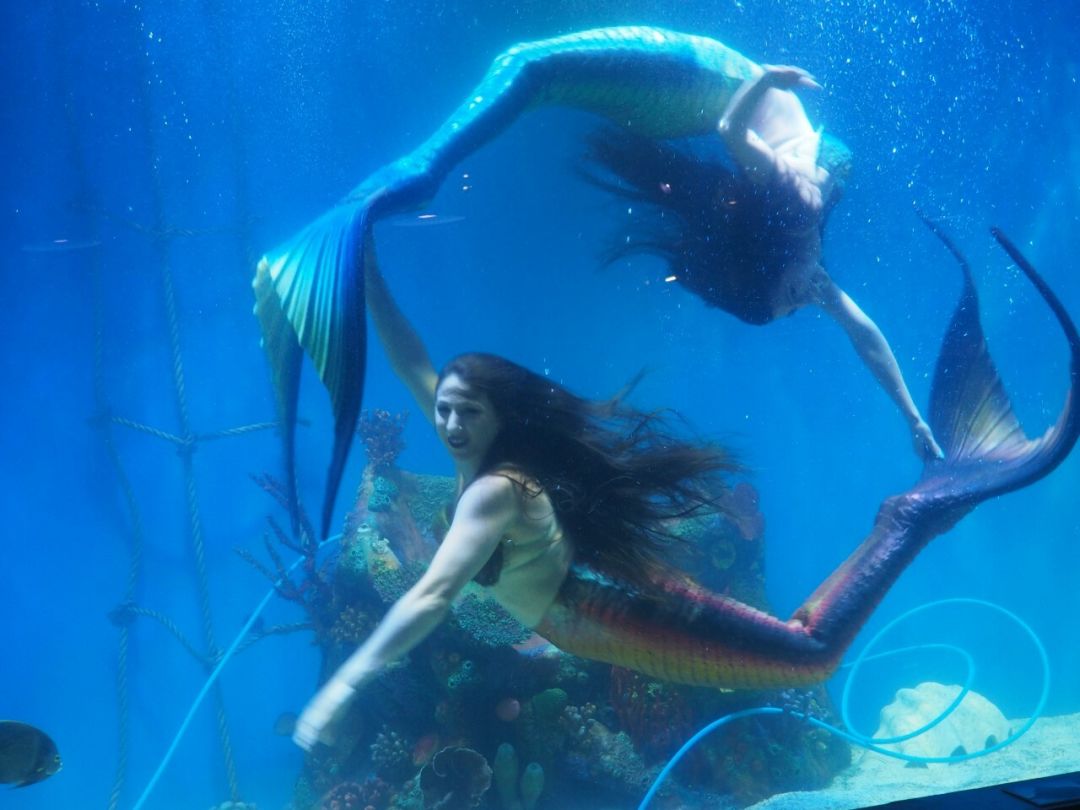 Mermaids swimming in sync.