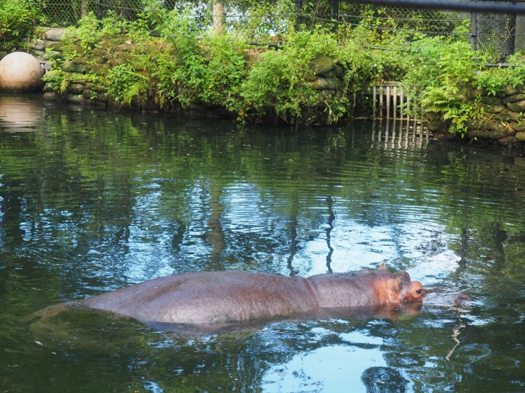 Lu the Hippo at Homossasa Springs State Park.