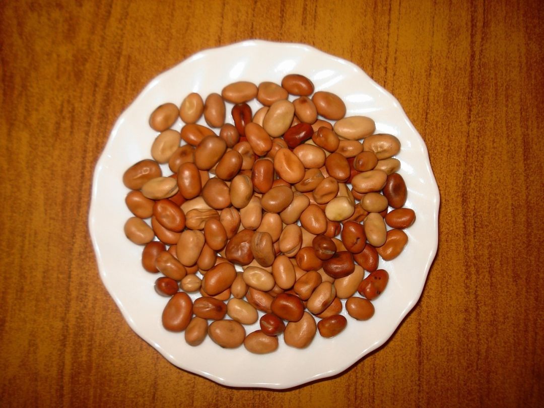 Fried fava bean photo from pixabay bs0xn7