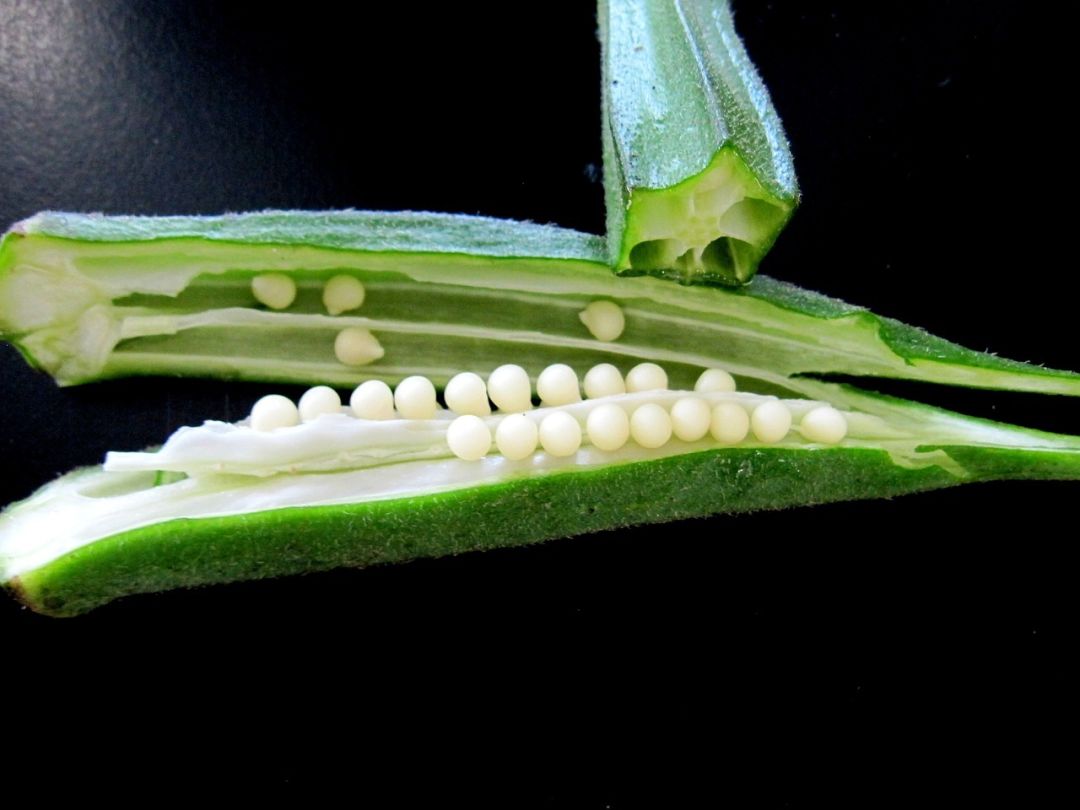 Okra photo 2 from pixabay cbapyi