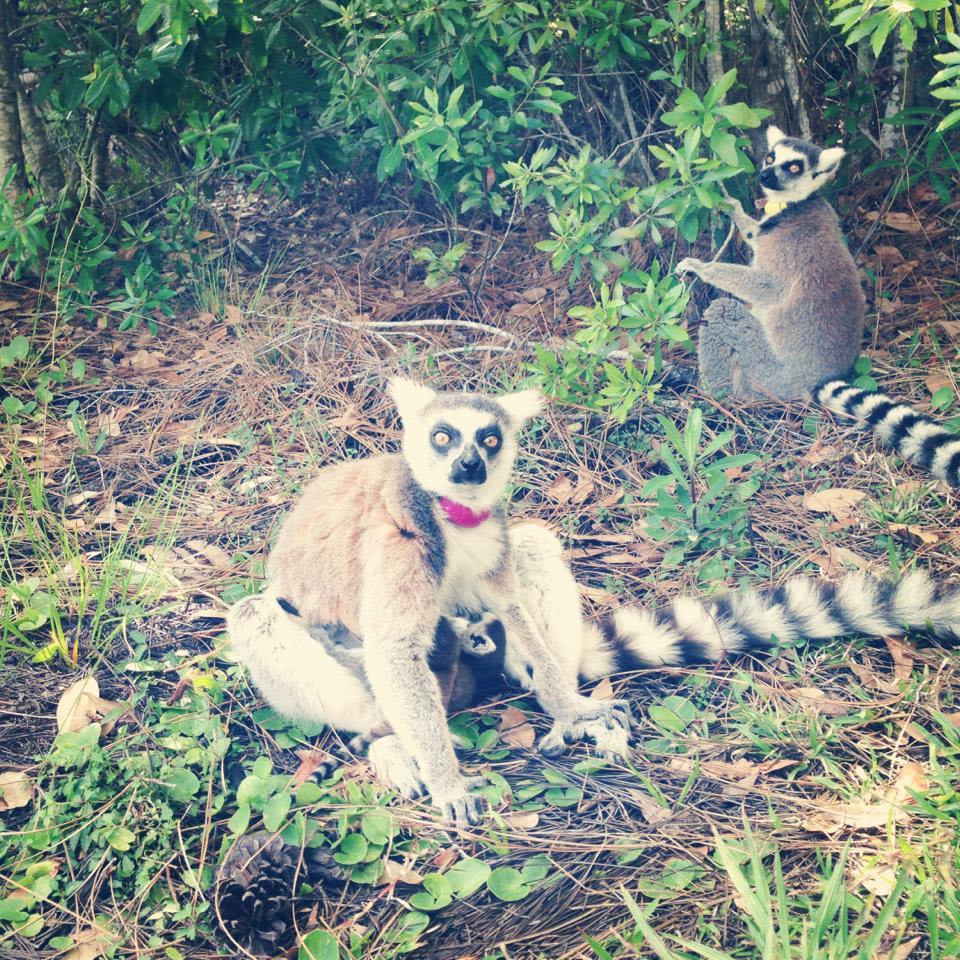 A lemur family at the Lemur Conservation Foundation