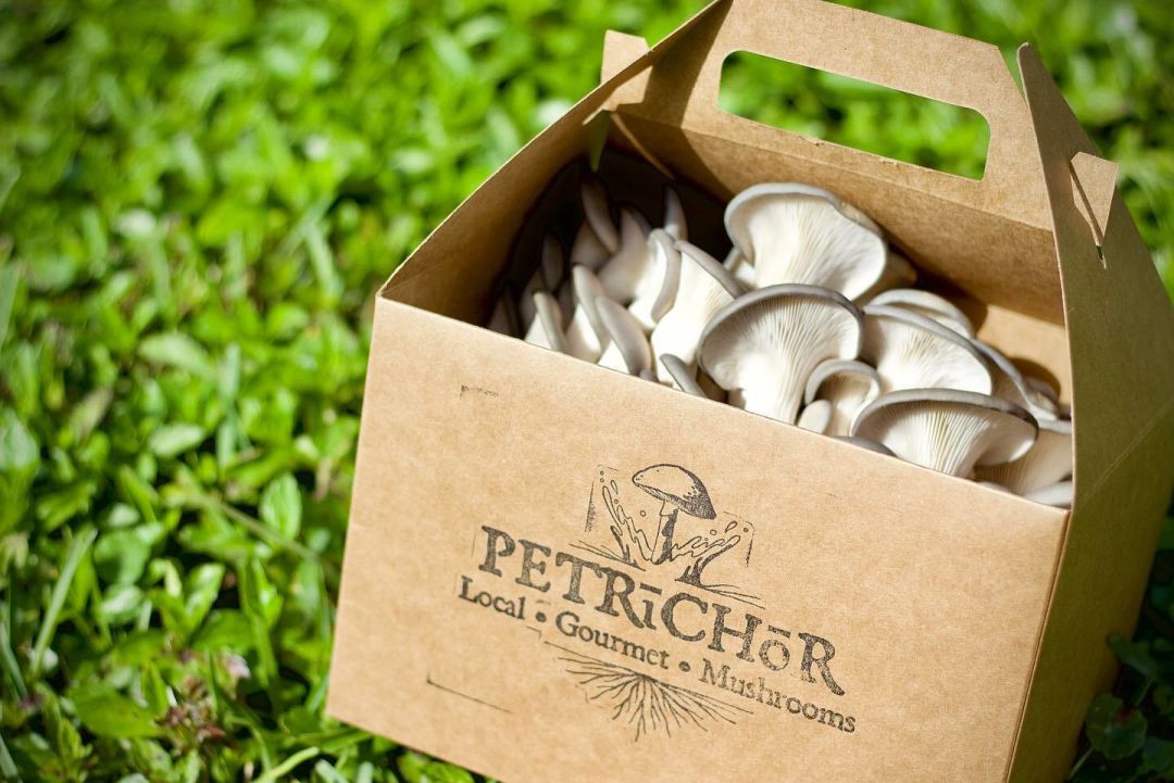 Petrichor Mushrooms was founded by friends and urban farmers Michael Shea and Howard Schmidt.