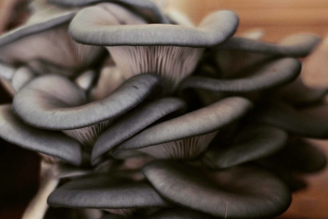 A close-up of the blue oyster mushrooms