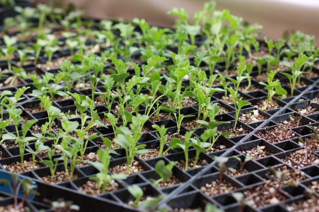 Kale seedling ptpawj