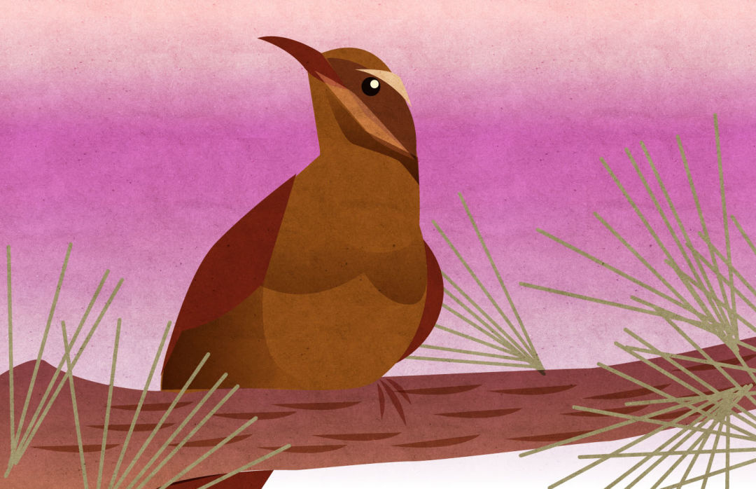Pomo 1016 editors note bird illustration ovfnma