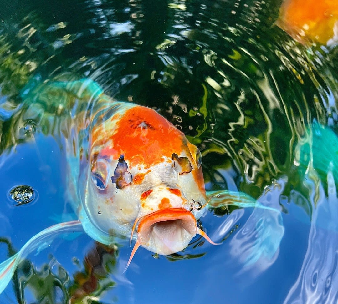 Bienvenido a Selby Gardens, ¡el agua es genial!  por Betsy Rowe