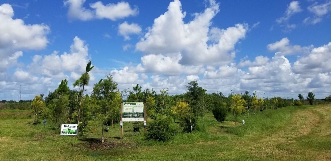 Celery Fields micro-forest.