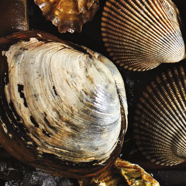 Cockles gapers gdprsa