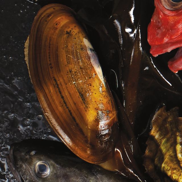 Razor clam hkdinc