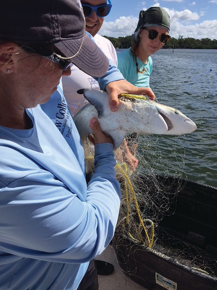 Shark Fishing In Sarasota: Everything You Need To Know