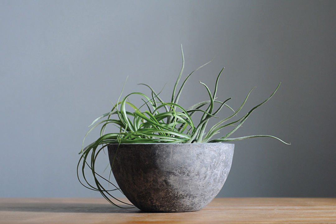 0418 design week plant m3ue66